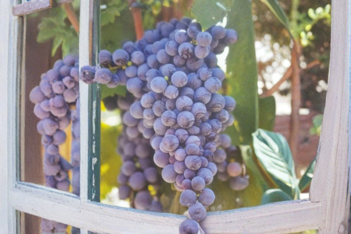 Fredonia Grape Vine Live Plant 2 Gallon, Blue Black Fruit Climbing Vine, Vitis labrusca for Garden & Vineyard