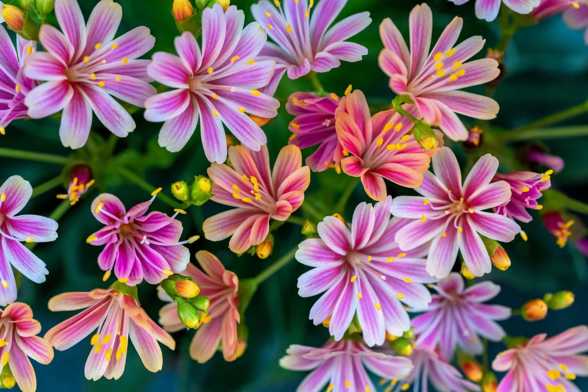 Lewisia Rainbow Mix Starter Plant - Hardy Succulent in 2.5 x 3.5 Inch Pot - Lewisia cotyledon Rainbow Mix