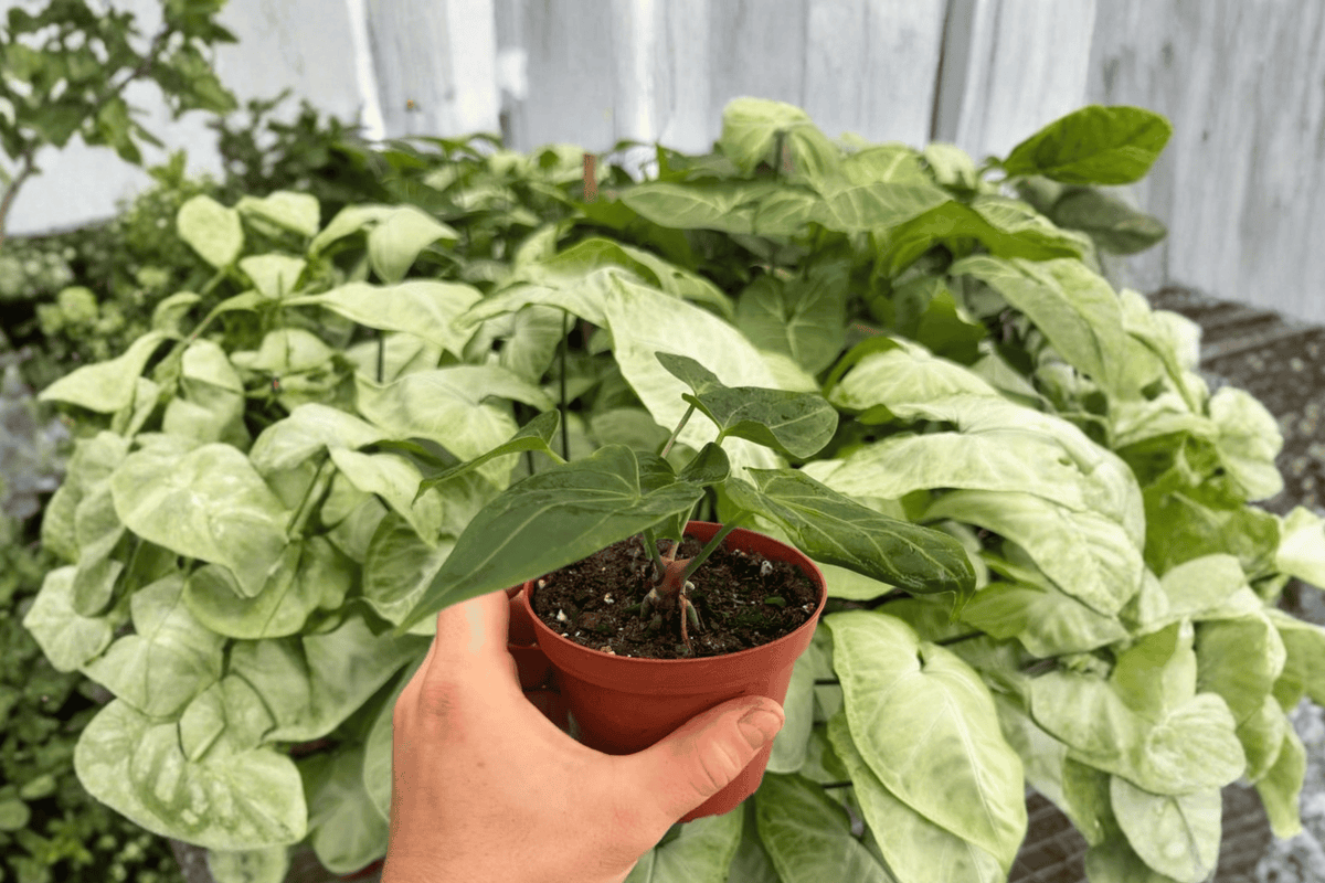 2 Live Anthurium Plants in 4" Pots - Anthurium Xone x Besseae Hybrid - Exact Plants Shown - Tropical Ornamental Foliage