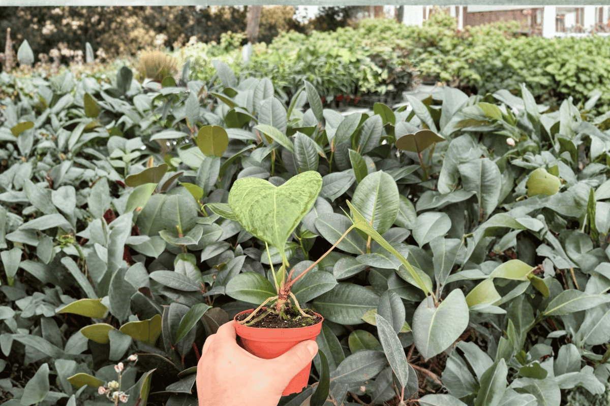 Anthurium Xone × Dressleri Live Plants - 4-Inch Tropical Hybrid - Ornamental Foliage - Bare Root (Set of 2)