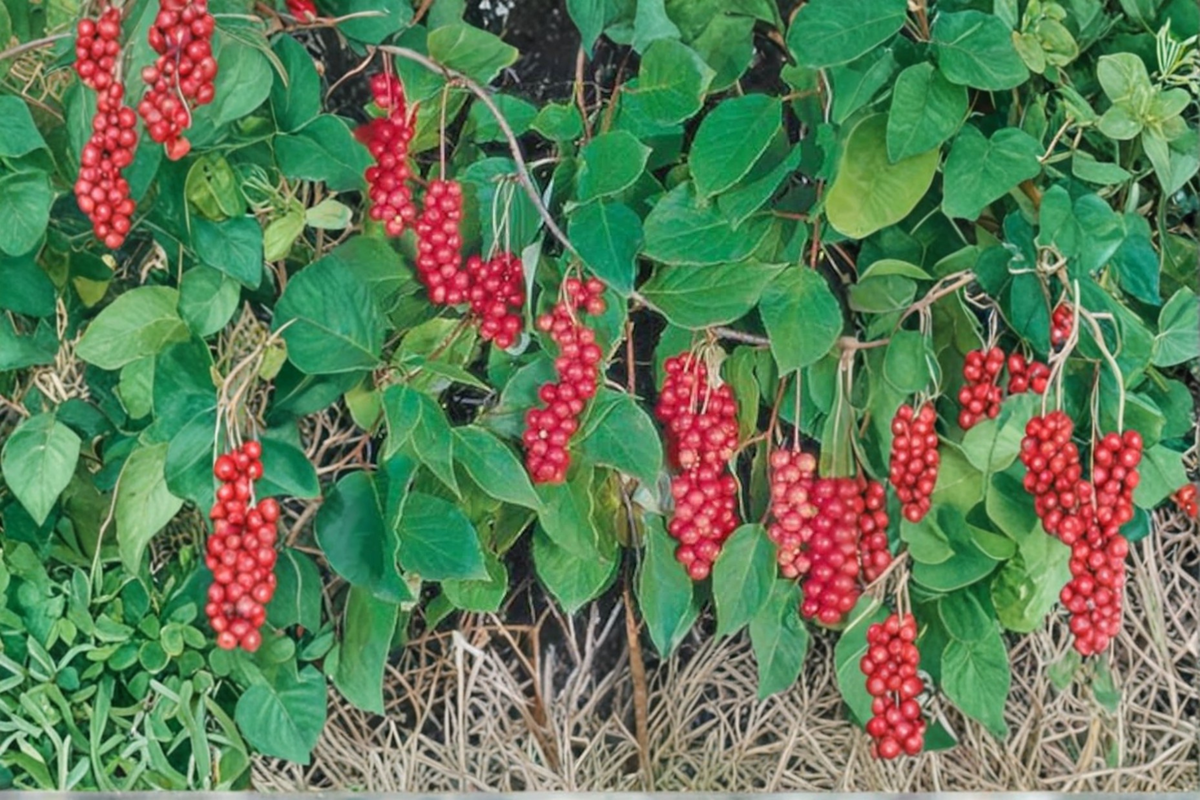 Eastern Prince Schisandra Vine Live Plant - Schisandra chinensis Climbing Vine for Trellises & Edible Landscapes