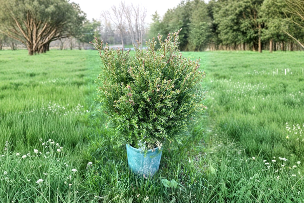 Dwarf Arborvitae Live Plant 1 Gallon Pot Compact Evergreen Thuja occidentalis 'Sherwood Moss' Low-Growing Shrub