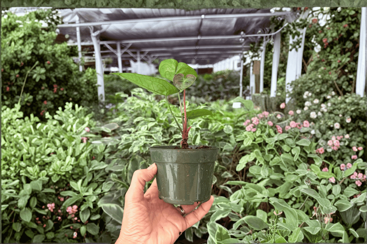 Anthurium Hulk x Velvet Moira Live Plants - 4-Inch Pots, Tropical Ornamental Hybrid, Anthurium Hybrid (Hulk x Velvet Moira) - 2 Pack