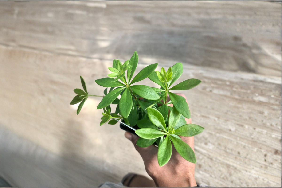 Sweet Woodruff Live Plant - Organic Ground Cover - Galium odoratum - Shade Garden Starter Plant with Free Shipping