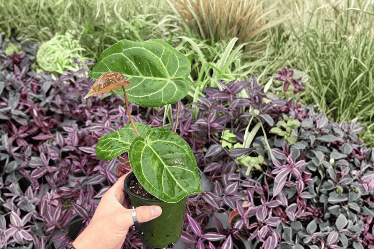 Anthurium Hoffmannii × Red HU Live Plants - 4" Size - 2 Exact Tropical Hybrid Foliage Plants - Anthurium hoffmannii × Red HU