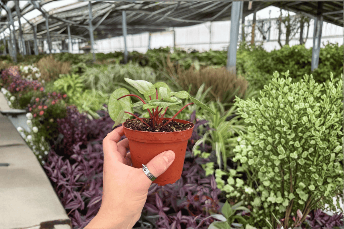 Peperomia Gold Dust Woman Live Plants - 4-Inch Pots - 2 Exact Plants - Peperomia cultivar ‘Gold Dust Woman’ - Ornamental Foliage