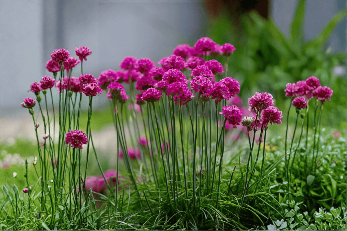 Live Plant - 4-Inch Pot - Splendens Sea Thrift - Armeria maritima 'Splendens' - Compact Ornamental Flowering Plant