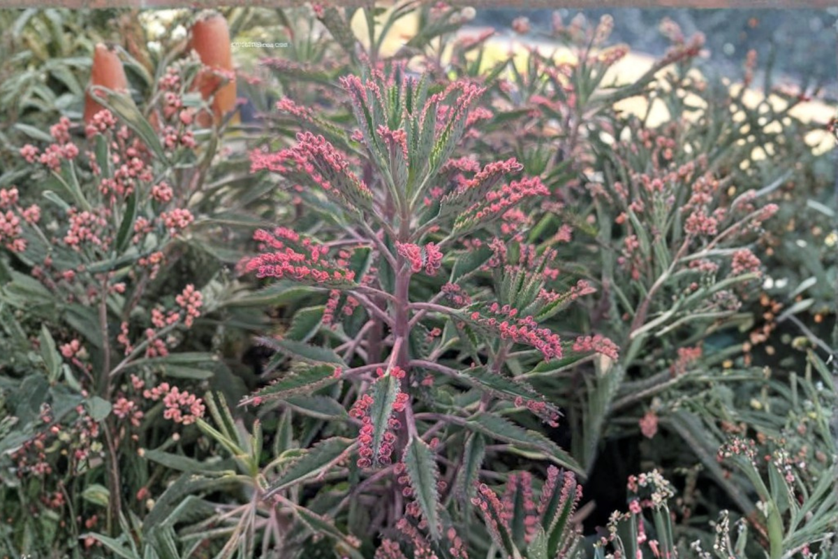 6 Mother of Thousands Succulent Plants - Kalanchoe daigremontiana - Live Bare Root for Indoor Gardens and Succulent Collections