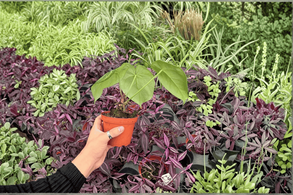 Anthurium Silver Tiger × Silver Bush Live Plants - 4" Pot - Tropical Ornamental Hybrid - Anthurium Hybrid