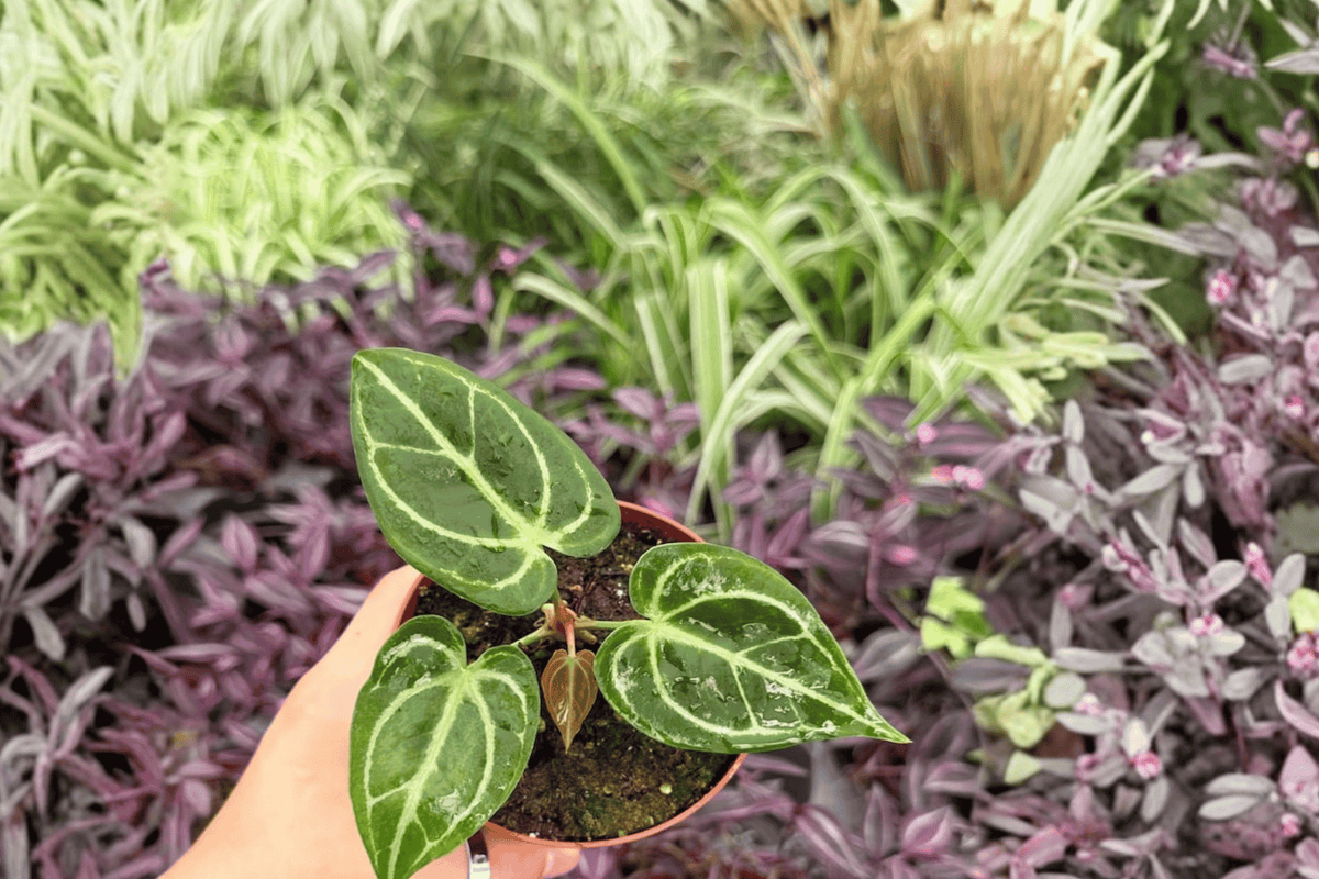 Anthurium Live Plants 4" Size - Dorayaki × Carla Hybrid - Tropical Ornamental Aroid - 2 Exact Bare Root Plants