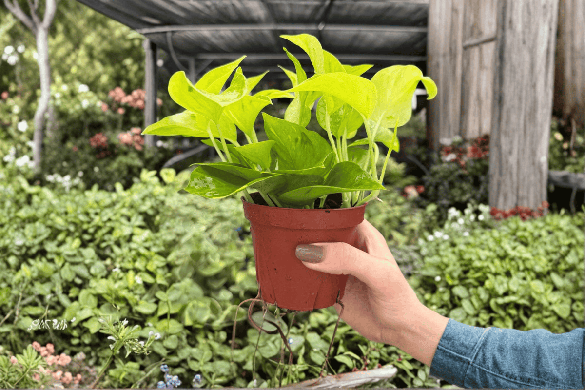 Pothos Champs Élysées Live Plants 4" - 2 Exact Tropical Aroid Plants - Epipremnum aureum ‘Champs Élysées’ - Indoor Foliage