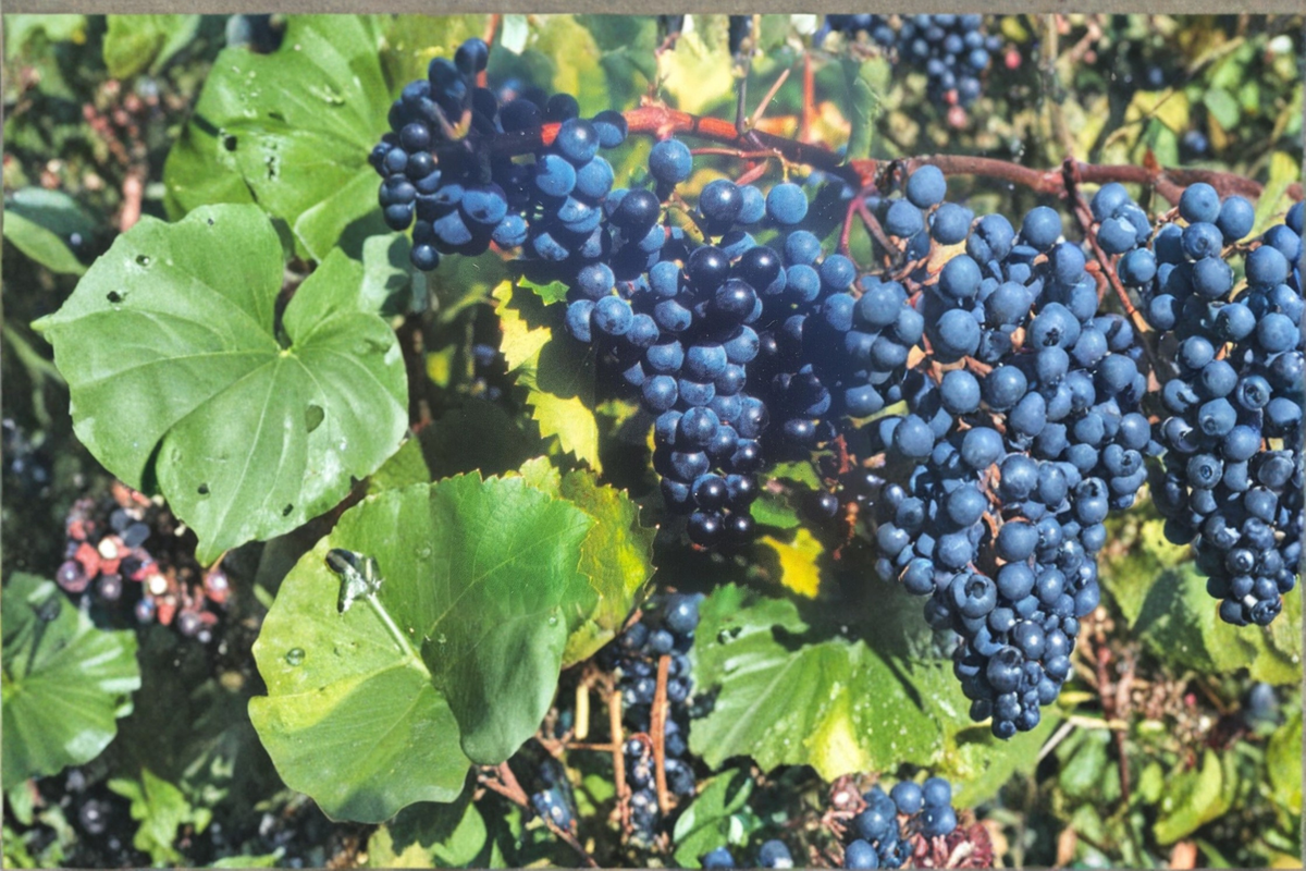 Black Spanish Grape Vine - 4-6 Ft Live Plant, Vitis aestivalis for Vineyard, Red Wine Grapes, Climbing Garden Trellis Plant