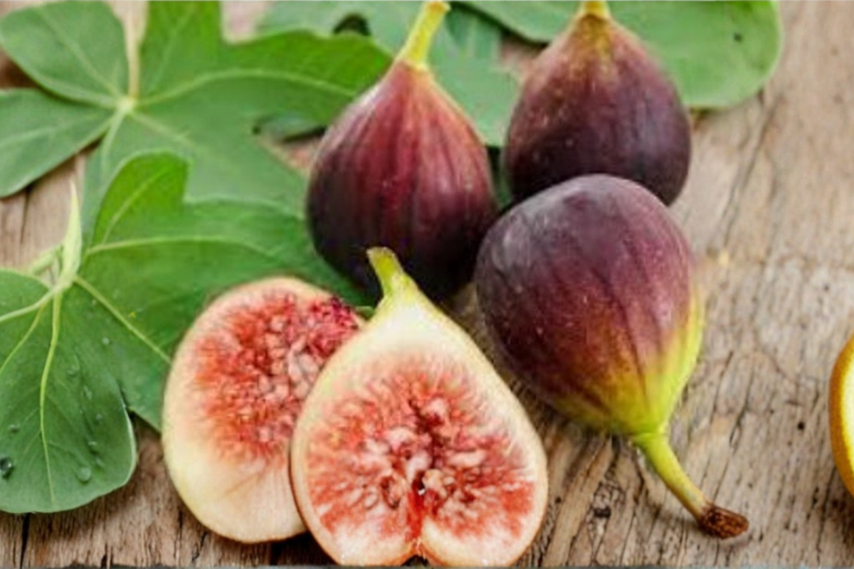 Giant Fig Seeds 10 Pack - Rare Ficus carica Fruit Tree Seeds for Gardens & Containers - USA Harvested