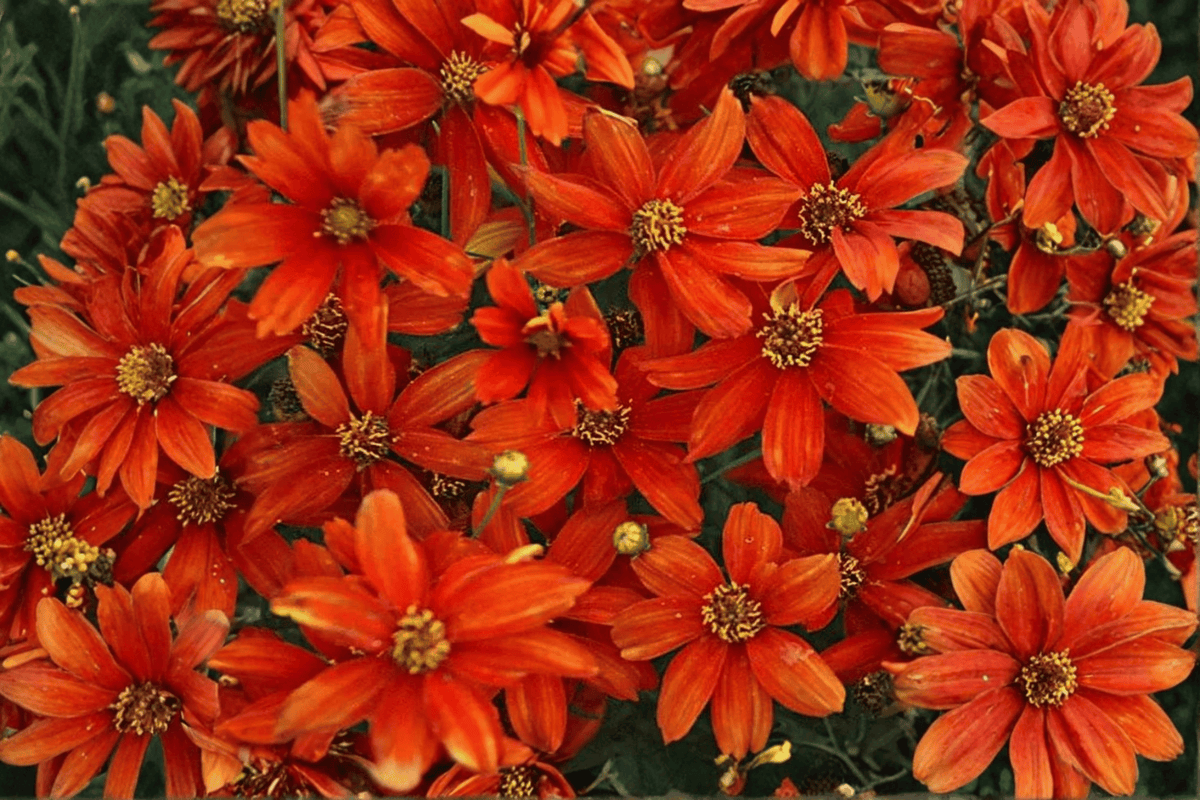 Crazy Cayenne Tickseed Live Plant - 4-Inch Pot - Coreopsis verticillata ‘Crazy Cayenne’ - Ornamental Flowering Perennial