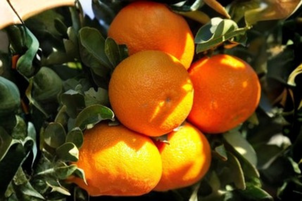 Hamlin Orange Tree 1 Gallon Live Plant - Citrus sinensis 'Hamlin' - Early Season Fruit for Container Garden