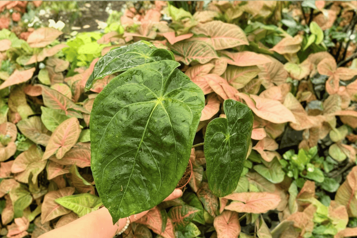 Anthurium Papi x Hulk Live Plants - 4-Inch Pots - Tropical Ornamental Aroid - Anthurium Hybrid