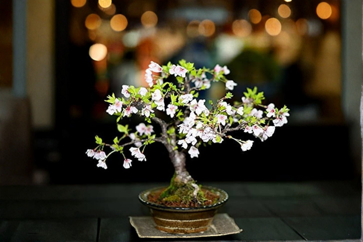 Bonsai Cherry Blossom Tree Seeds - 10 Sakura Flowering Seeds for Indoor/Outdoor Growing - Prunus sp.