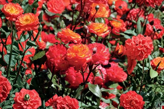 1 Gallon Charisma Floribunda Rose Plant - Multicolor Blooms (Red, Orange, Yellow) - Rosa ‘Charisma’ for Garden Landscaping