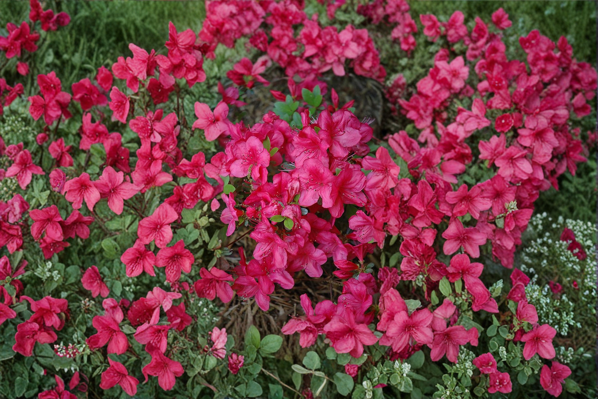 Azalea Live Plant 1 Gallon Pink Red Flowering Shrub Rhododendron ‘Mother’s Day’ for Spring Garden Landscaping