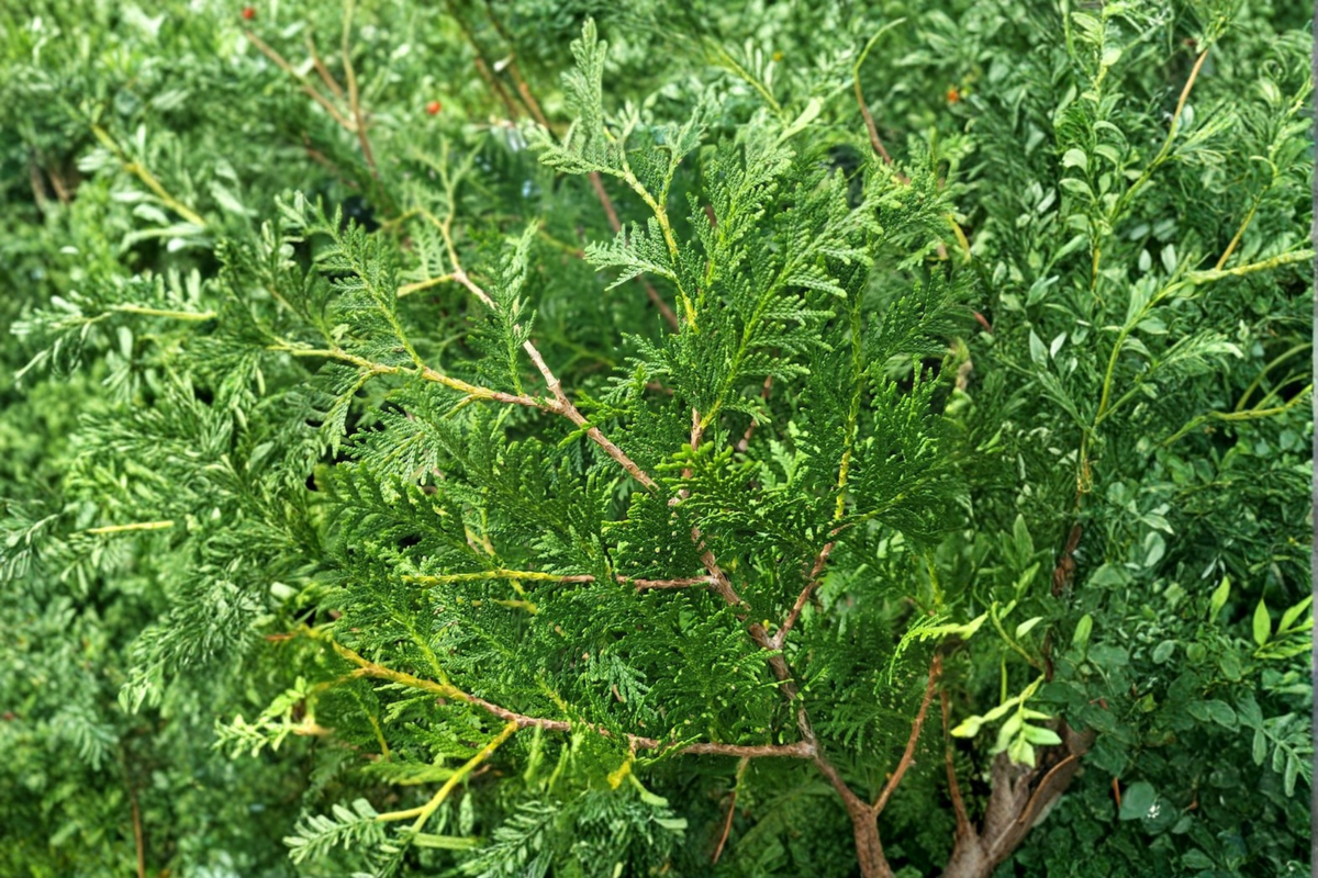 Nigra Arborvitae Live Plant Quart Pot Dark Green Evergreen Thuja Occidentalis ‘Nigra’ Privacy Hedge Shrub Garden Plant