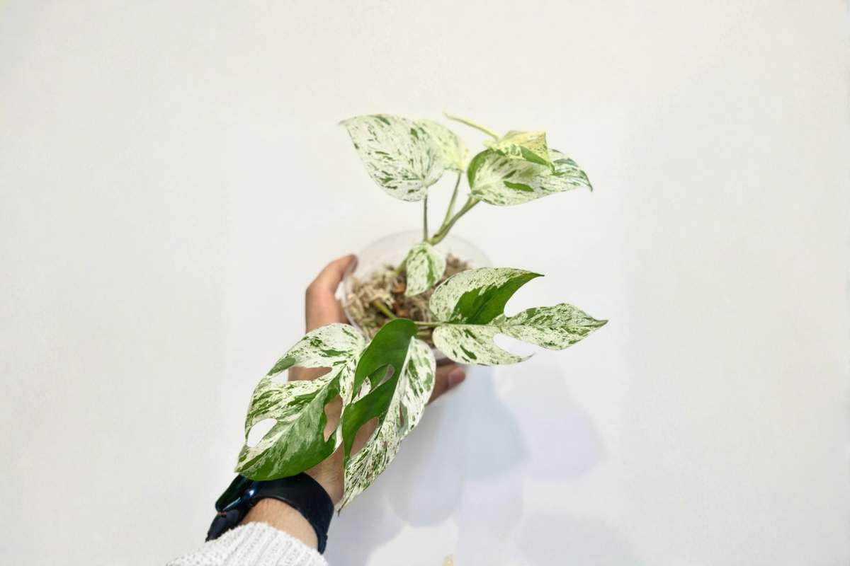 Epipremnum Marble Flame Live Plant - Variegated Pothos Cutting in 3 Inch Pot - Tropical Houseplant for Indoor Décor