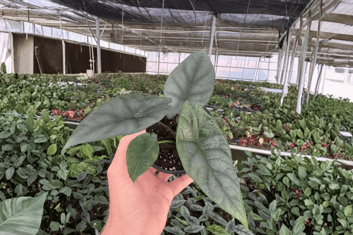 Alocasia Silver Wings Live Plants - 4-Inch Pots - Alocasia scalprum × Silver Dragon - Tropical Ornamental Aroid (Set of 2)