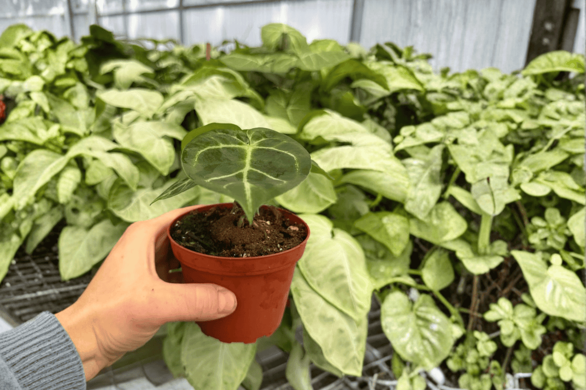 Anthurium Papillilaminum x Manila Fried Live Plants - 4-Inch Pots, Tropical Ornamental Foliage, Exact Plants
