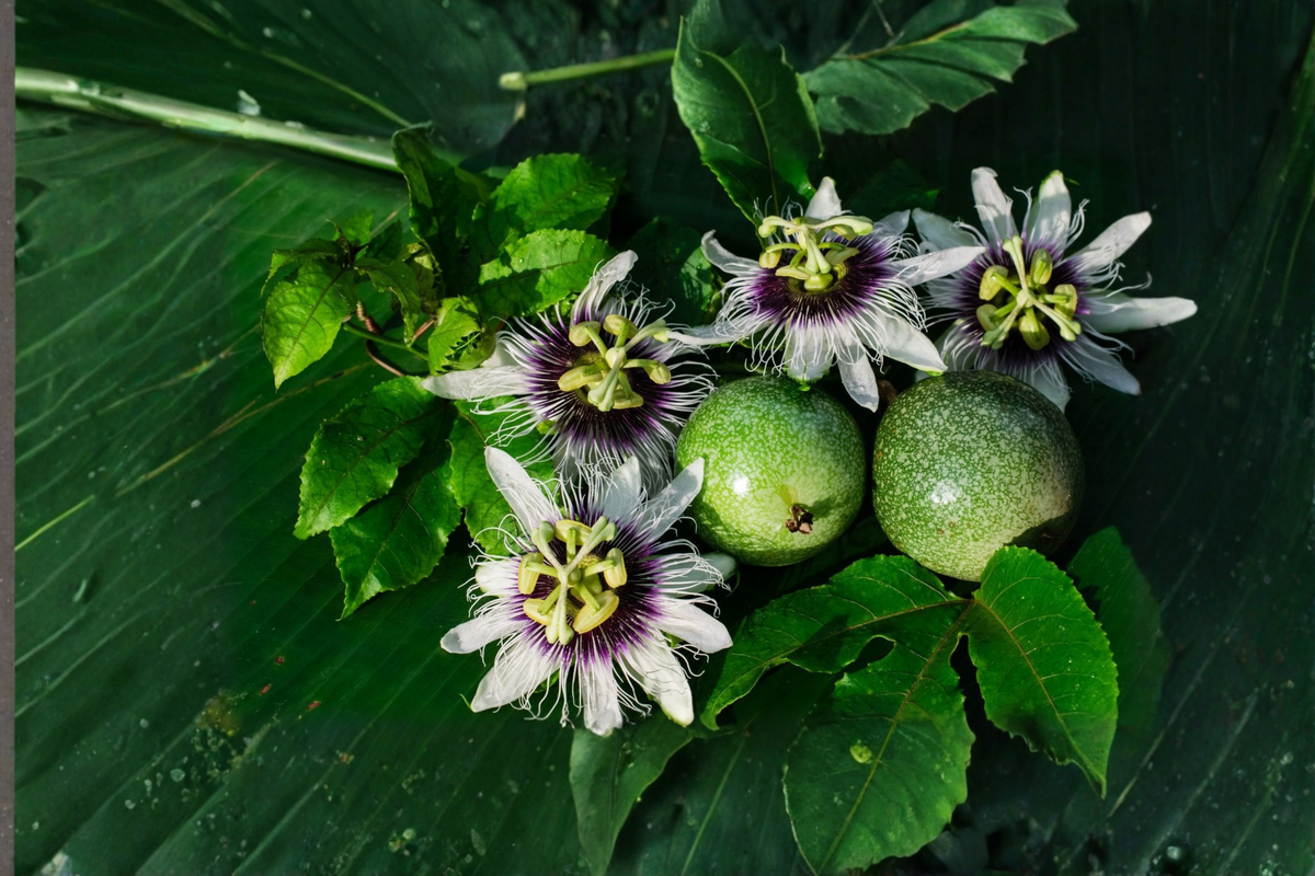 Semi Dwarf Passion Fruit Tree Seeds - 20 Seeds, Tropical Vine for Indoor Outdoor Gardening, Passiflora edulis