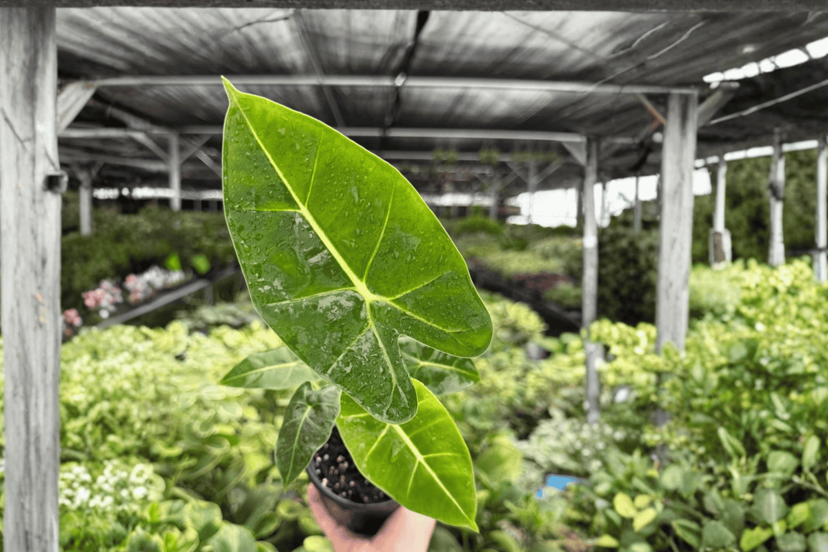 Alocasia Frydek Live Plants - 4-Inch Pots - Alocasia micholitziana ‘Frydek’ - 2 Exact Specimens with Velvety Green Foliage