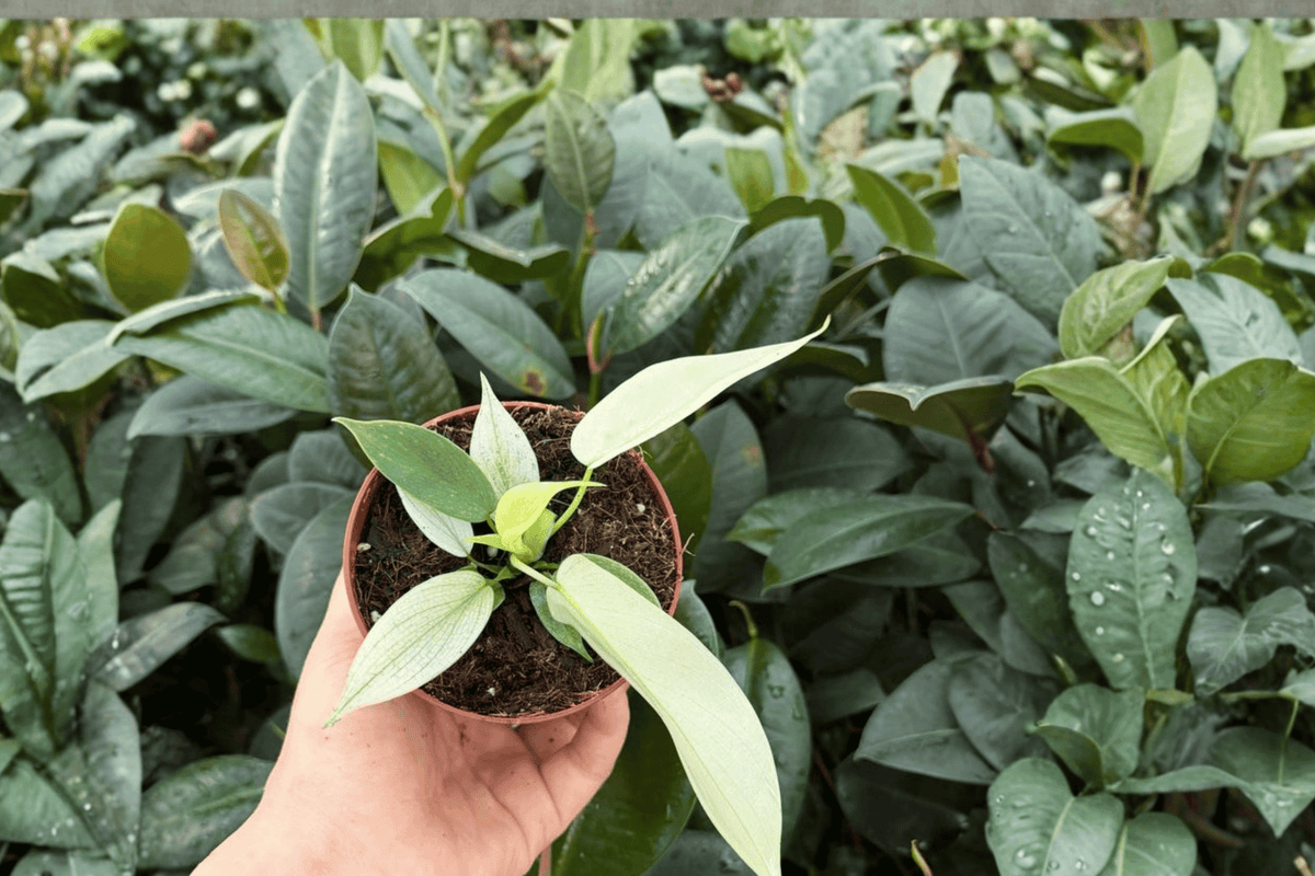 Philodendron Florida Ghost Mint Live Plants - 4” - 2 Exact Tropical Aroids - Philodendron ‘Florida Ghost Mint’