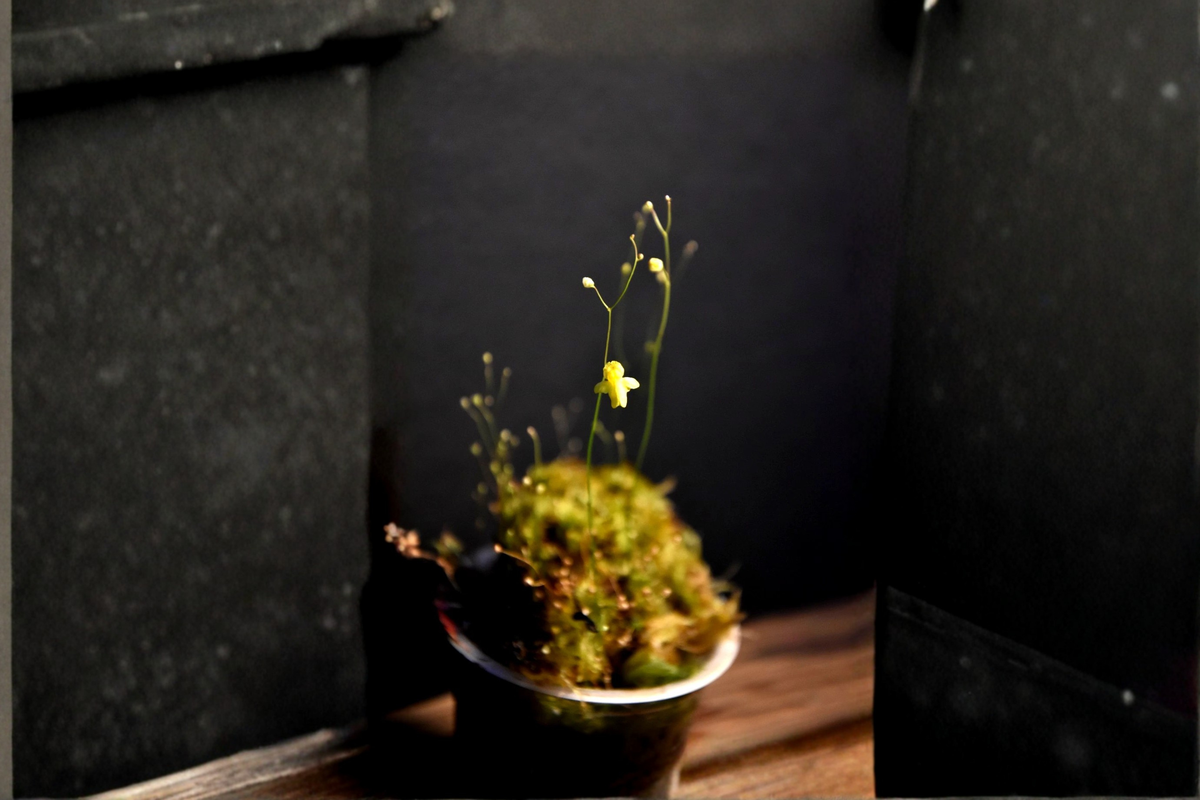 Utricularia subulata Live Bladderwort Plant in 2-Inch Pot - Carnivorous Bog Companion for Terrariums and Gardens