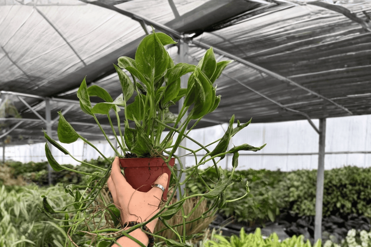 Shangri La Pothos Live Plants Set of 2 in 4-Inch Pots - Epipremnum aureum ‘Shangri La’ with Curled Textured Leaves
