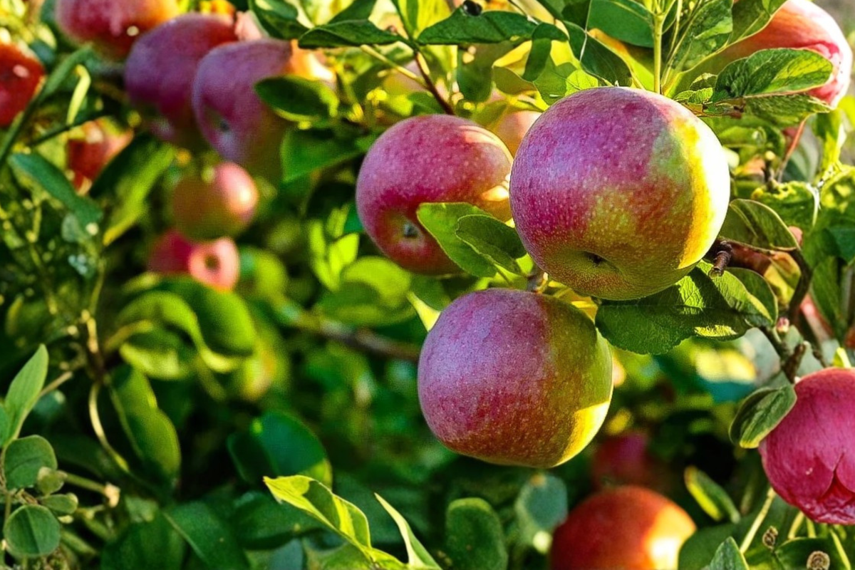 McIntosh Apple Tree 5 Gal Live Plant - Sweet Red Apple Fruit Tree for Garden, Hardy Backyard Orchard Variety