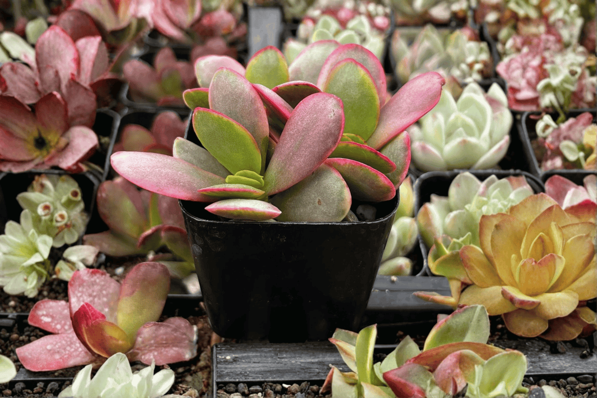 Pink Jade Succulent Plant - 3.5-Inch Pot - Crassula platyphylla - Live Ornamental Succulent for Container Displays and Arrangements