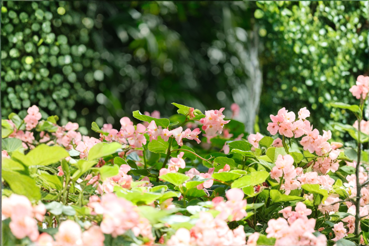 Torch Pink Angel Wing Begonia Live Plant 4" Pot, Bright Pink Flowers, Tropical Houseplant, Begonia Hybrid