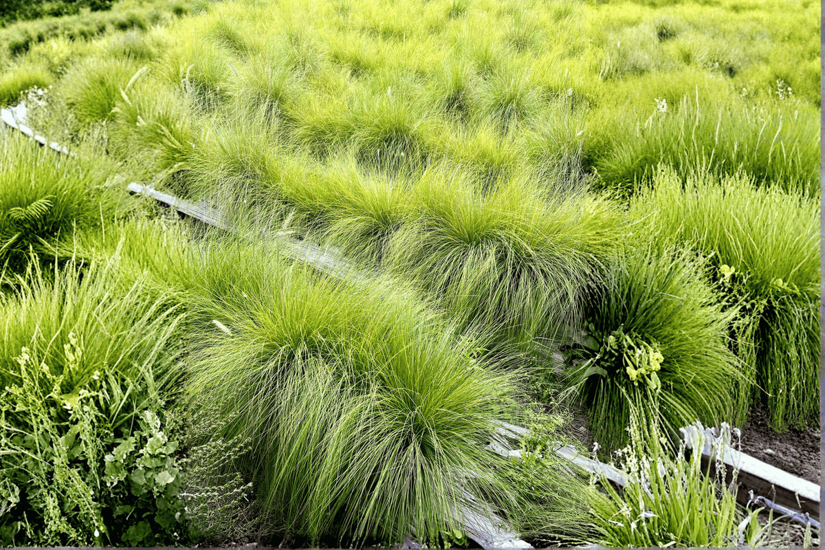 Mop Top Sedge Plant - 4-Inch Pot - Carex ‘The Beatles’ - Ornamental Grass-Like Foliage for Gardens & Landscapes