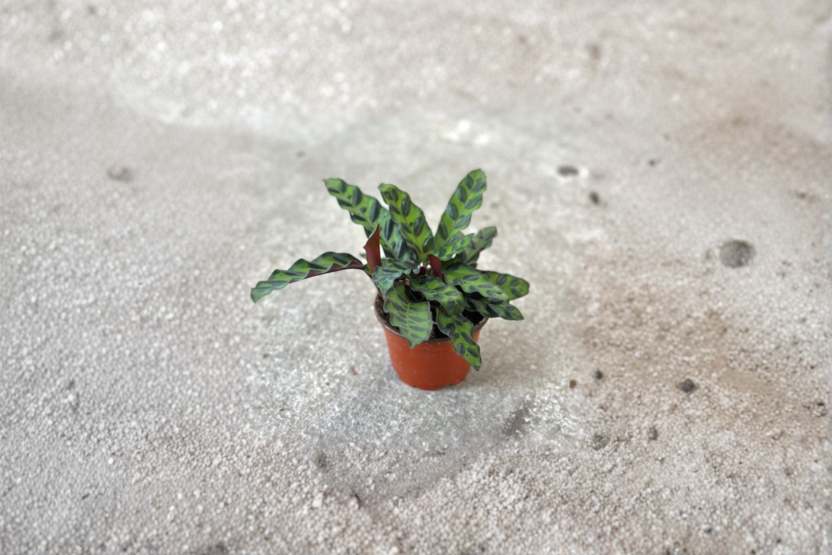 Calathea Rattlesnake Live Plant 2 Inch Starter, Tropical Prayer Plant, Calathea lancifolia, Indoor Houseplant Gift