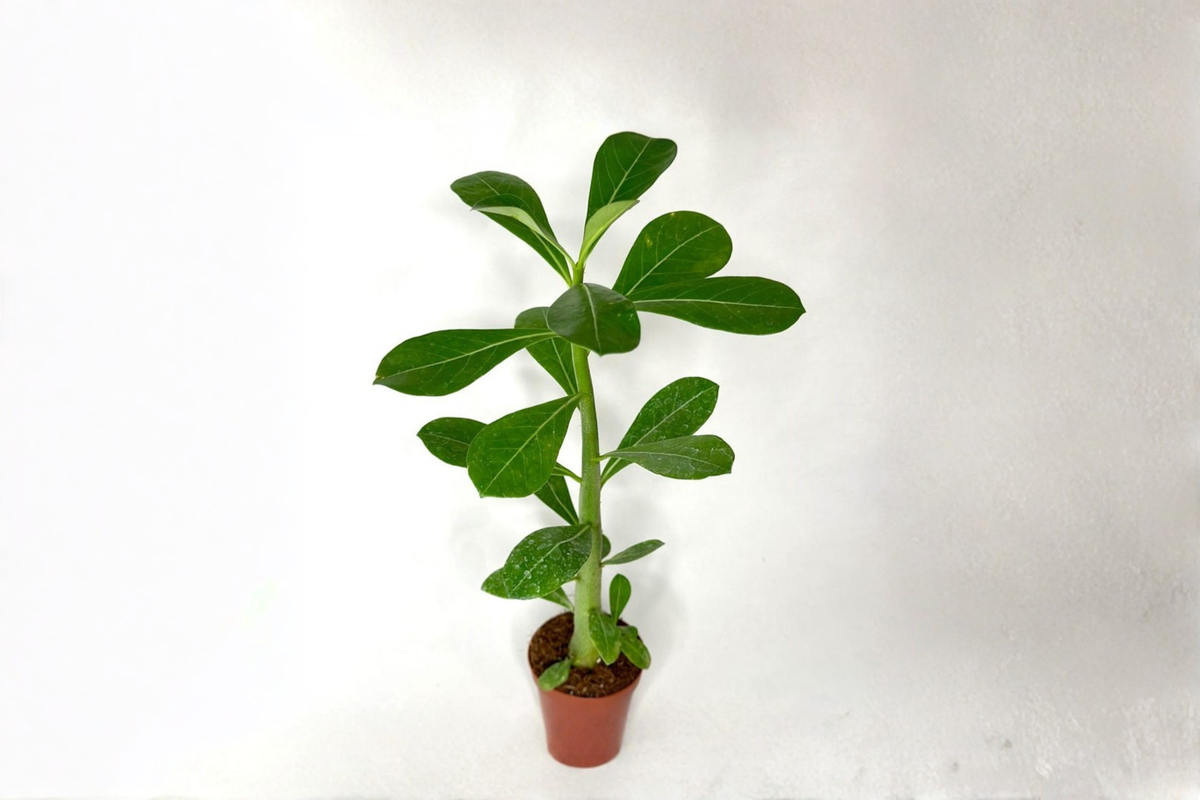 Desert Rose Plant 4 Inch Pot Blooming Succulent Adenium Obesum Caudex Houseplant for Indoor or Outdoor Display