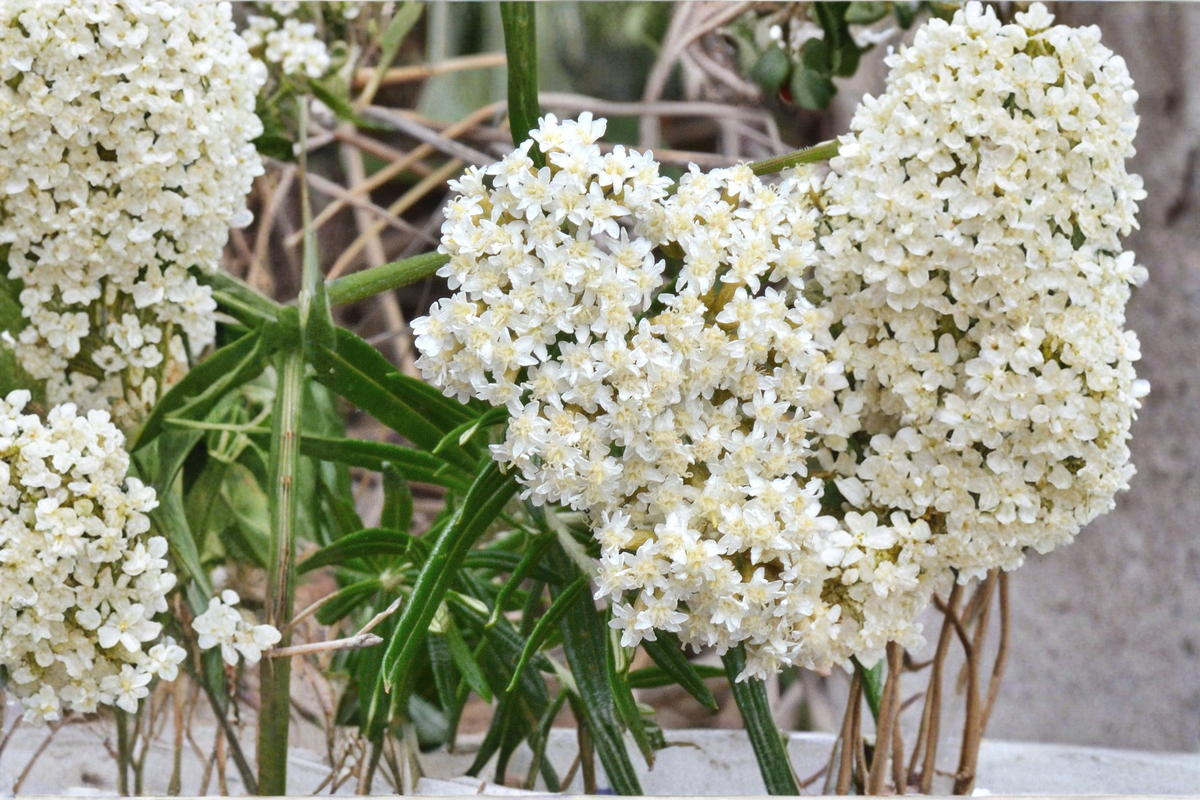 Asclepias Ice Ballet Live Plants - 3 Rooted Starters in 1 Quart Pots - White Swamp Milkweed - Asclepias incarnata