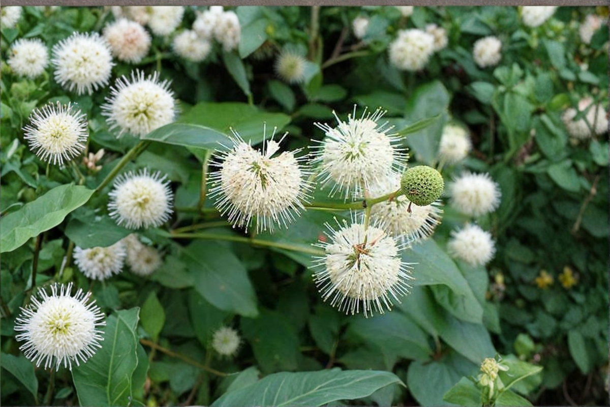 Buttonbush Shrub 1 Gallon White Flowering Native Plant - Cephalanthus occidentalis for Garden & Pond Edges