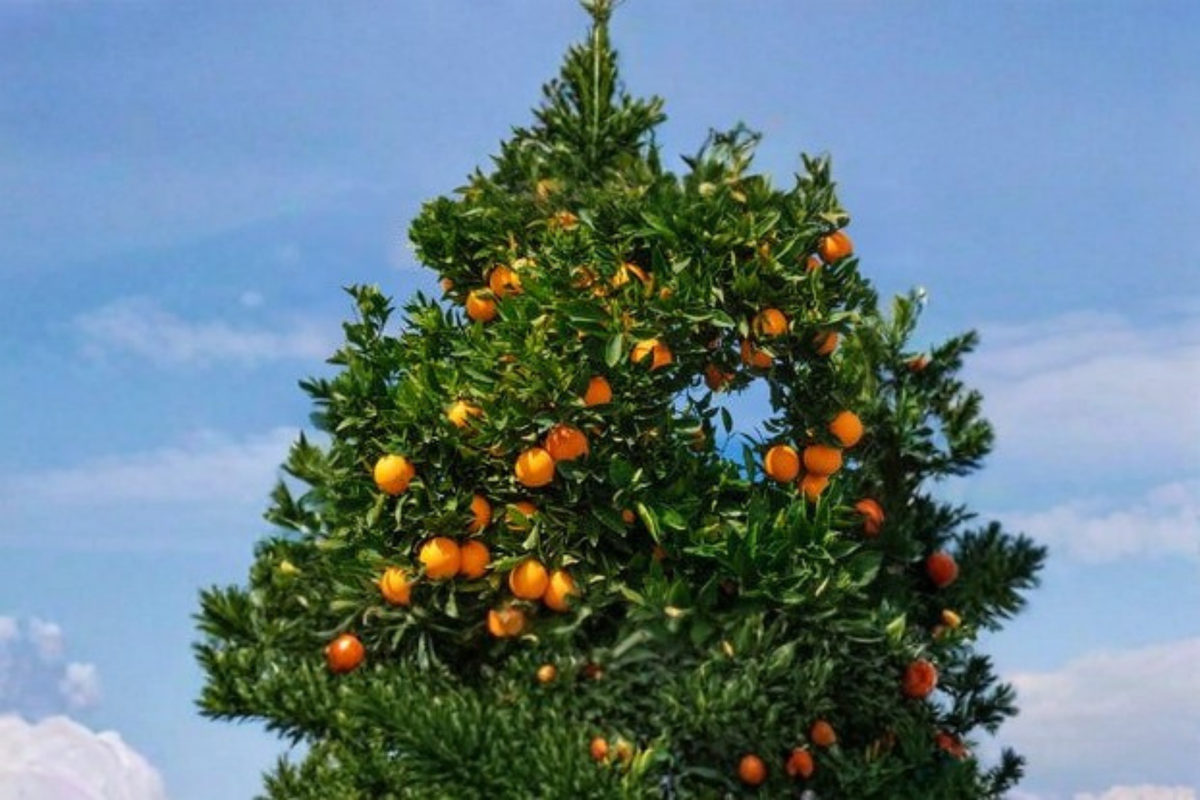 Succari Sweet Egyptian Orange Tree Live Plant 1 Gallon Citrus sinensis 'Succari' for Container Gardens - Sweet Fruit Tree