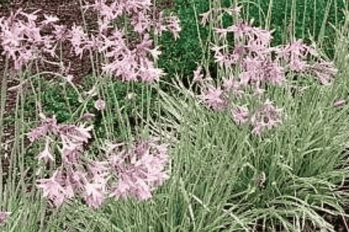 Variegated Society Garlic Live Plant - 4-Inch Pot - Silver Lace Tulbaghia violacea - Lavender-Pink Flowers, Ornamental Perennial