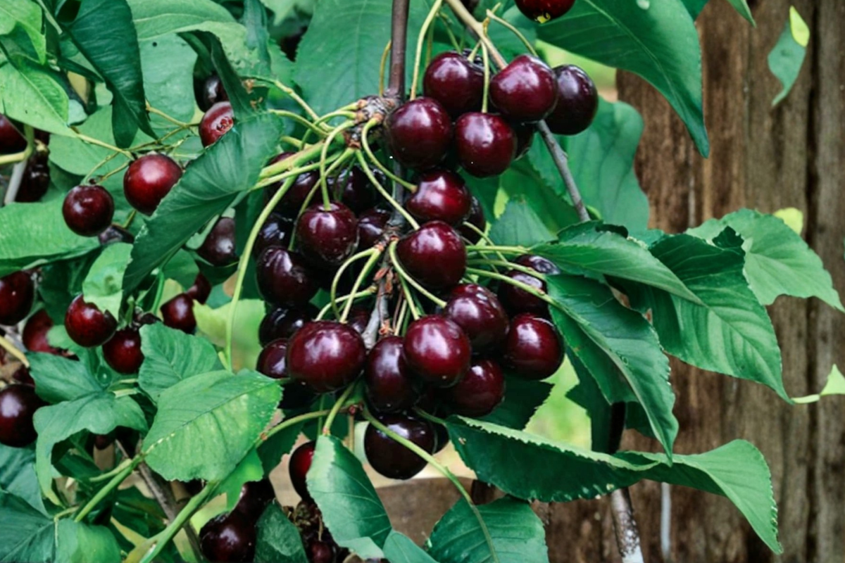 Black Cherry Tree Seeds - 10 Rare Fruit Seeds for Container & Outdoor Garden - Prunus serotina - Edible Landscape Gardening