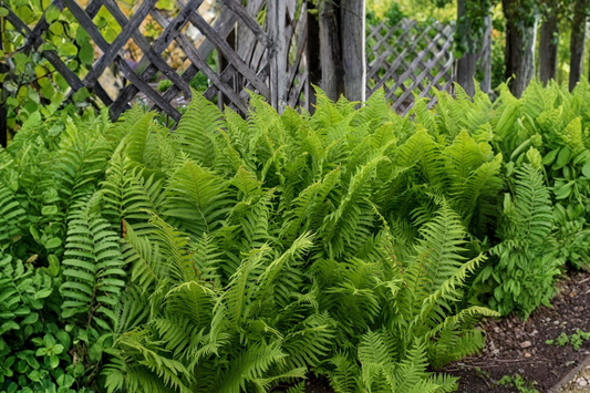 10 Bare Root Ostrich Ferns, Matteuccia struthiopteris, Native Perennial Shade Plants for Woodland Gardens