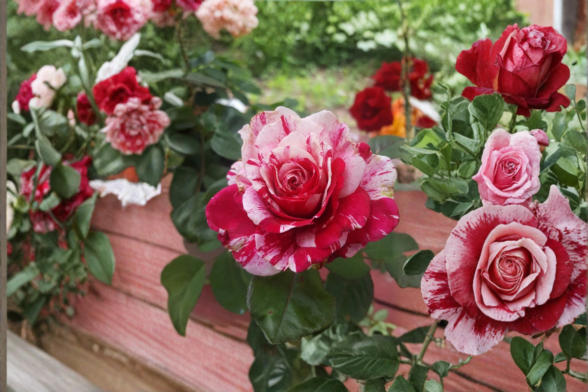 Scentimental Floribunda Rose Plant 1 Gallon - Red White Striped Bloom - Live Bush for Garden Landscape - Rosa 'Scentimental'