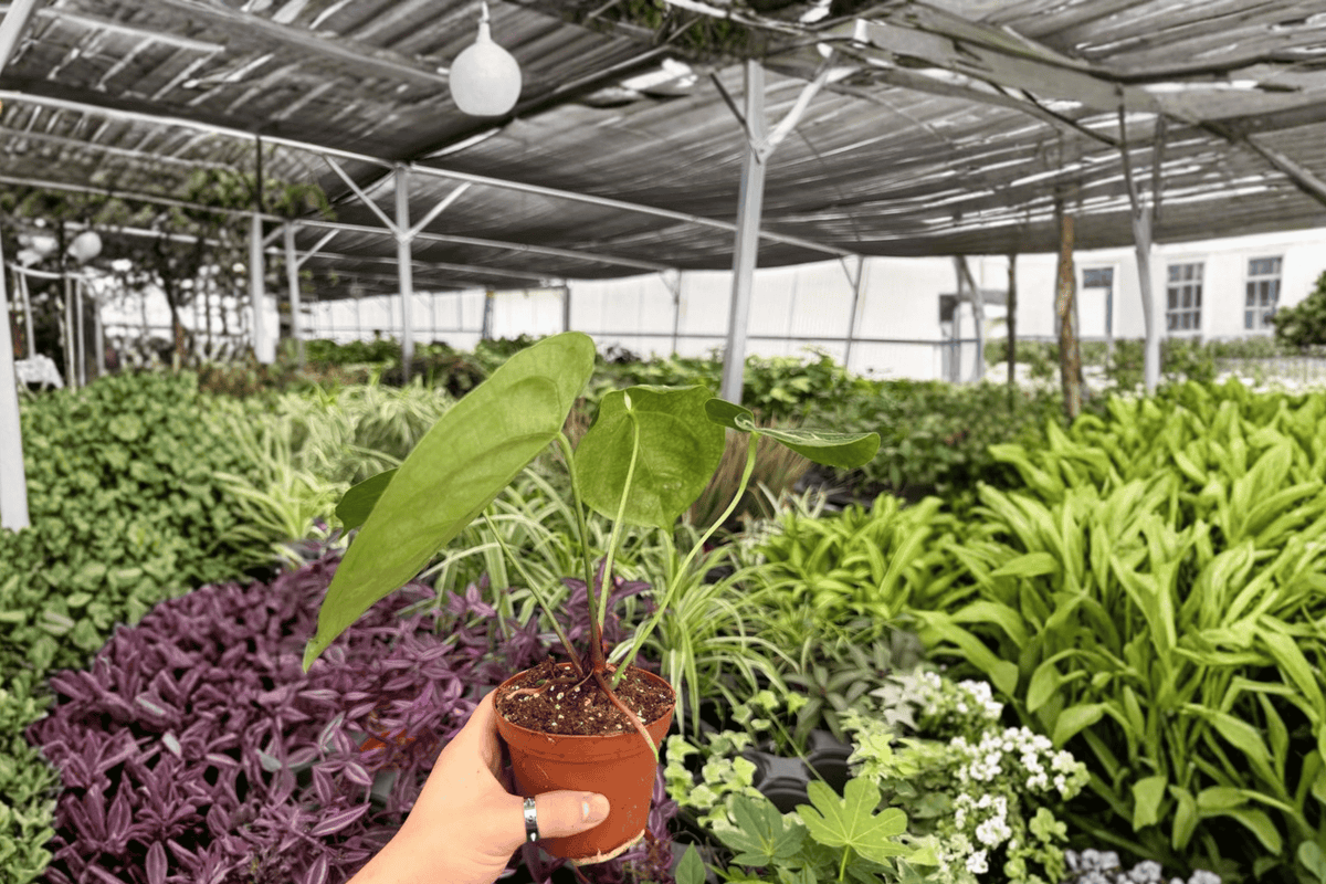 Anthurium Dorayaki x Papi Live Plants - 4-Inch Pots - 2 Exact Tropical Foliage Plants - Anthurium Hybrid