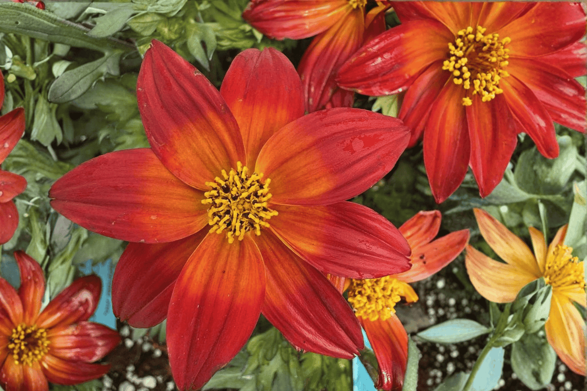 Smile Dark Red Beggarticks Plant - 4-Inch Pot - Dark Orange-Red Flowers - Bidens 'Smile Dark Red' - Live Ornamental Flowering Plant