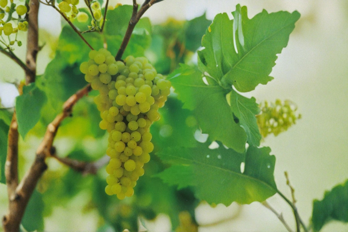 Chardonnay Grape Vine Live Plant 4-6 Ft White Wine Vine for Backyard Vineyard Garden (Vitis vinifera)
