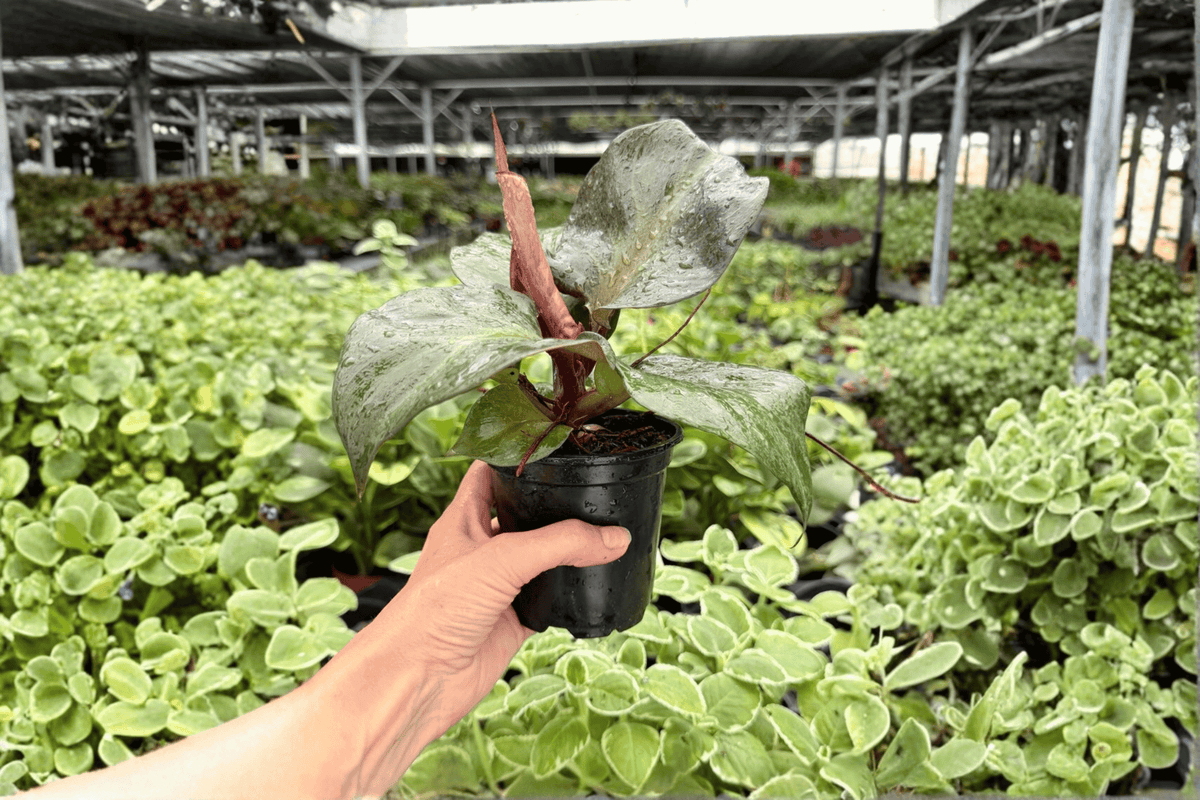 Philodendron Red Heart Live Plants - 4-Inch Pots - 2 Exact Plants - Philodendron ‘Red Heart’ - Tropical Foliage Aroid