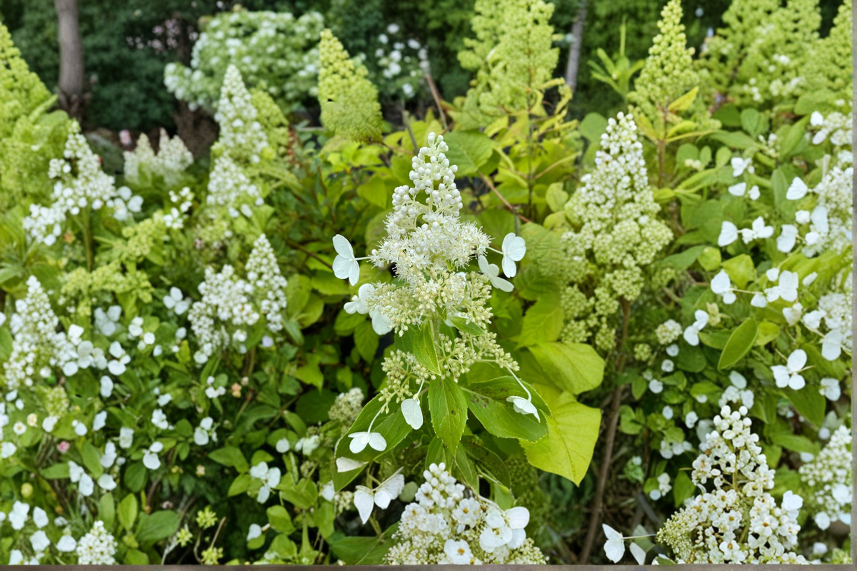 Hydrangea Plant 1 Gallon White Panicle Shrub Hydrangea paniculata ‘Kyushu’ for Summer Garden Landscape